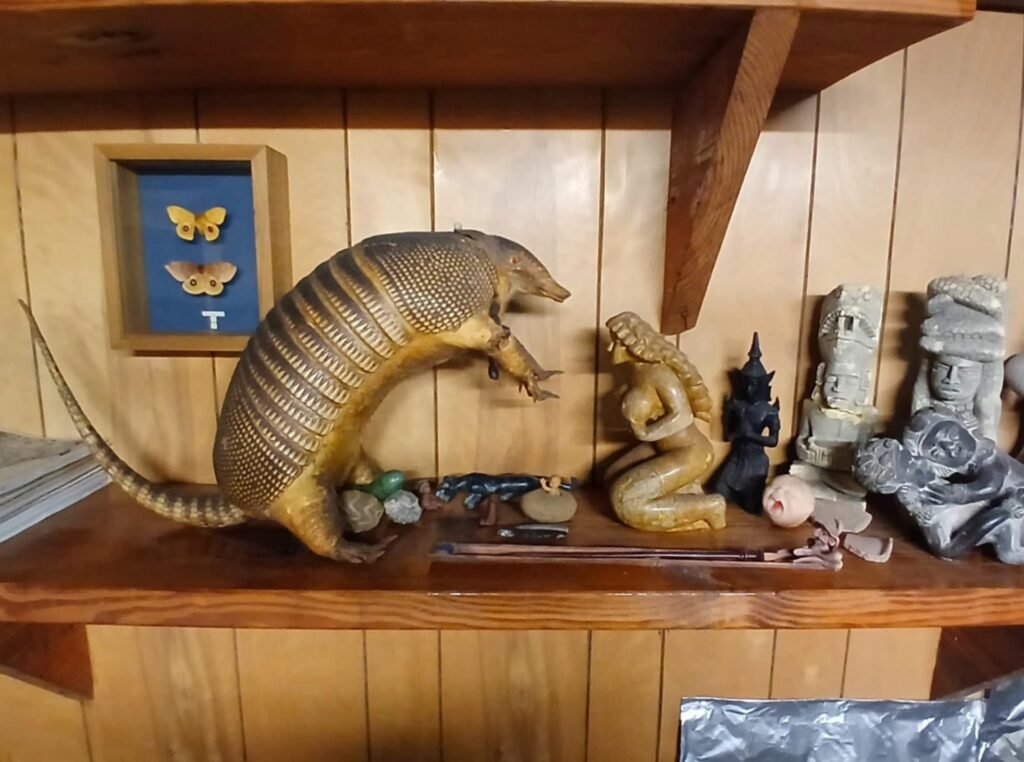 A unique display at Sleeze Weazel's house in Gainesville, Florida, during his 75th birthday celebration. The wooden shelf holds an eclectic mix of curiosities, including a taxidermy armadillo appearing to interact with a carved mermaid statue. Surrounding them are various artifacts such as stone and ceramic figurines, a doll's head, and a framed butterfly collection. The setting exudes a mysterious, collector's vibe, blending natural history with folklore and oddities.